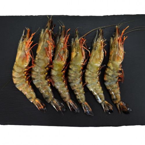 Vietnamese Black Tiger Shrimps H O S O U15 21gs